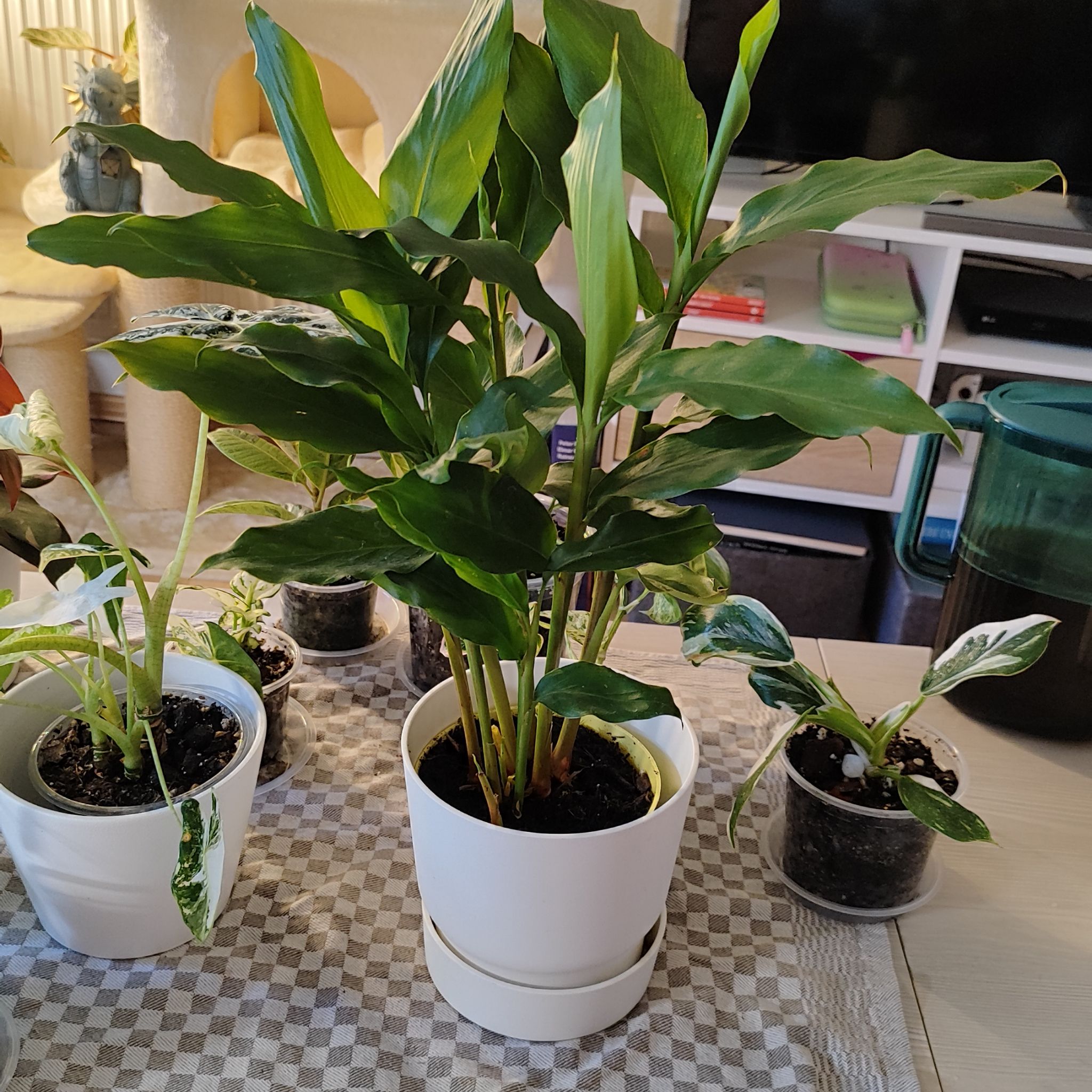 Photo of the plant species Cardamom Ginger by @mimico80 named Elettaria Cardamomum on Greg, the plant care app