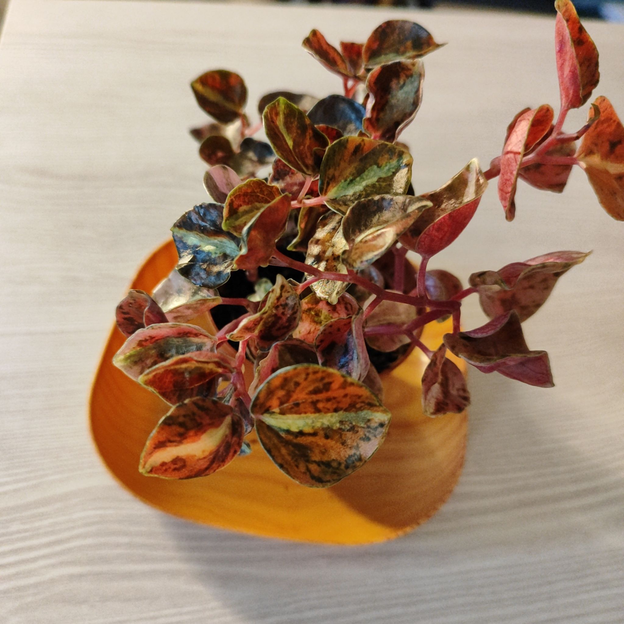 Photo of the plant species Peperomia Pink Lady by @mimico80 named Peperomia Crème Brûlée on Greg, the plant care app