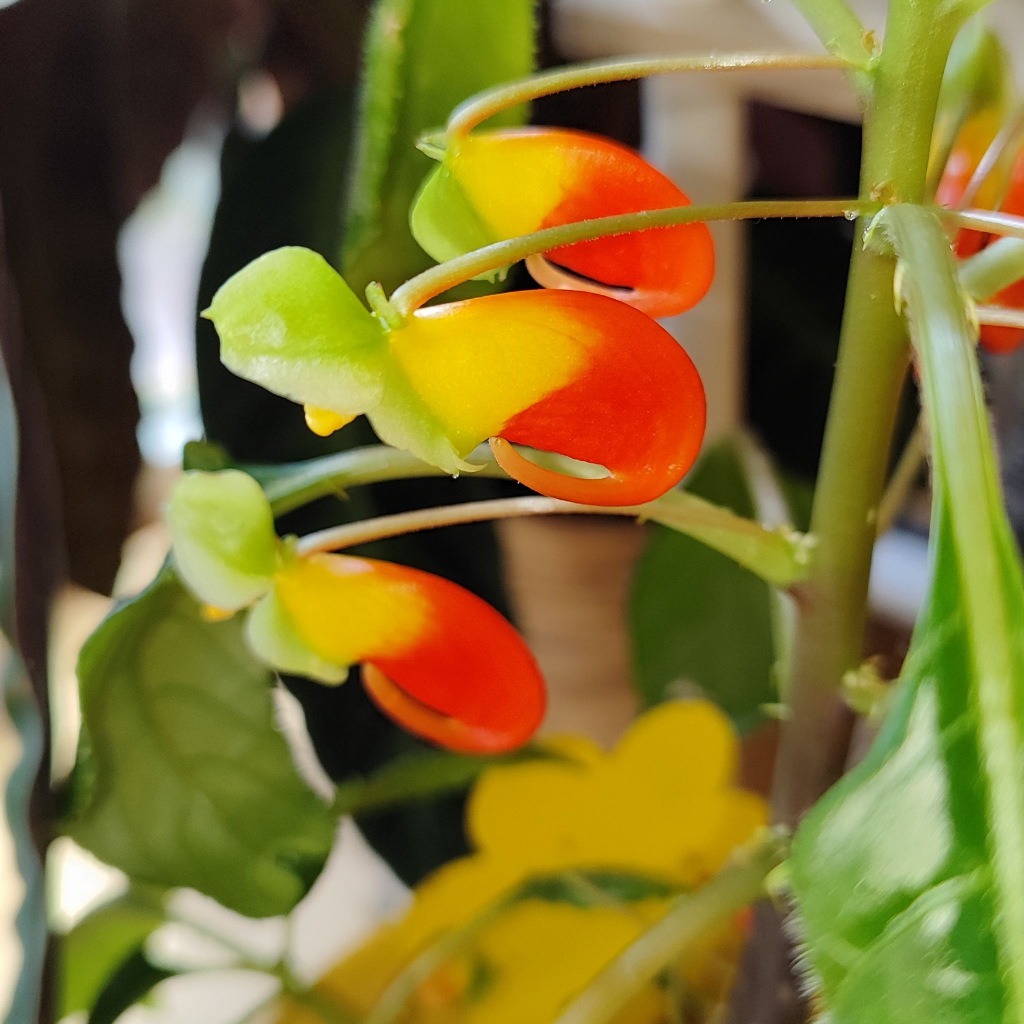 Photo of the plant species Congo cockatoo by @mimico80 named Impatiens Niamniamensis on Greg, the plant care app