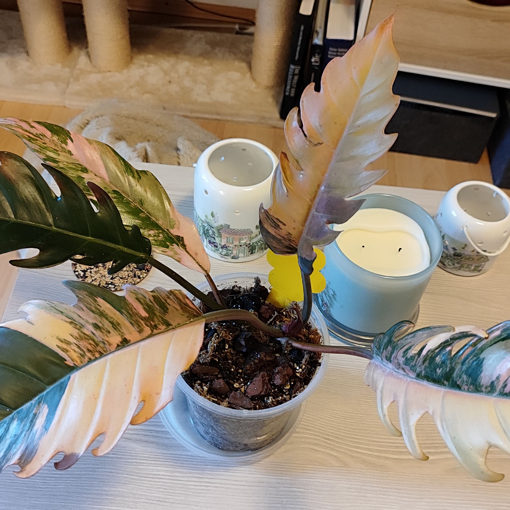 Photo of the plant species Philodendron Caramel Pluto by @mimico80 named Philodendron Caramel Marble on Greg, the plant care app