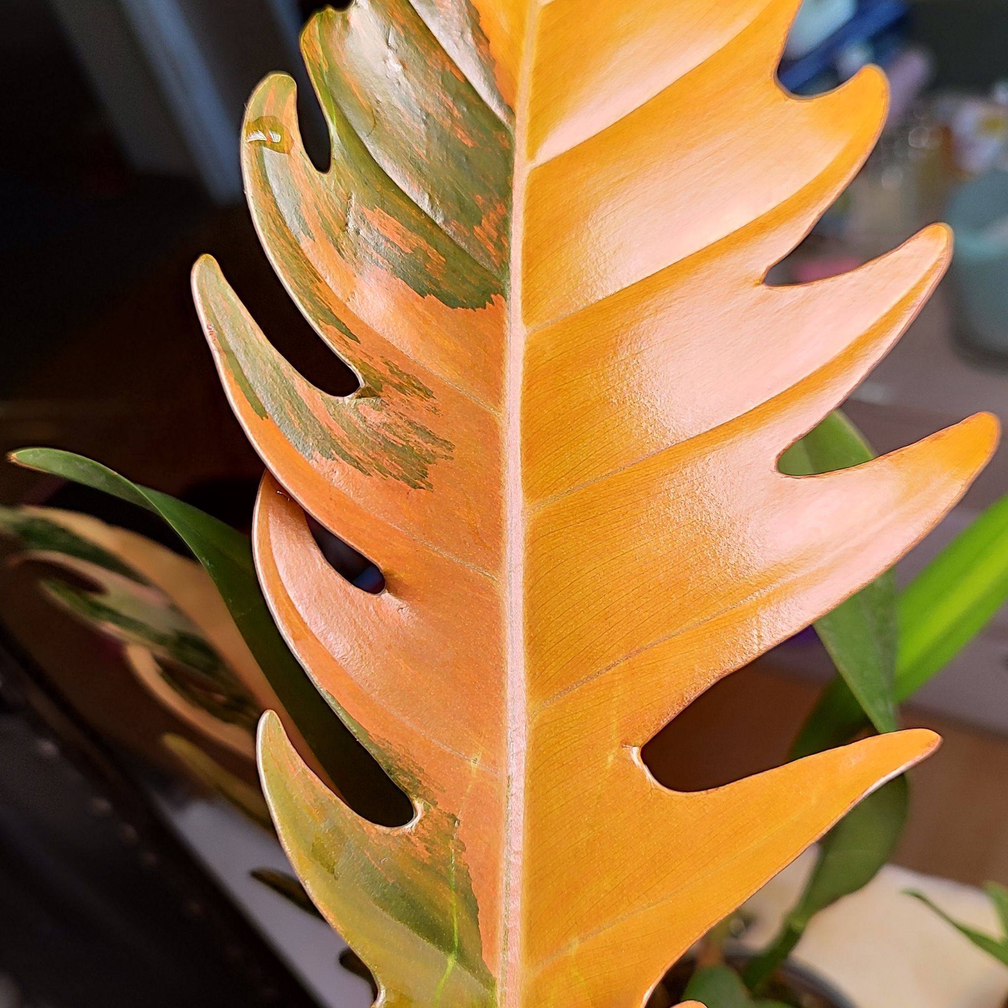 Photo of the plant species Philodendron Caramel Pluto by @mimico80 named Philodendron Caramel Marble on Greg, the plant care app