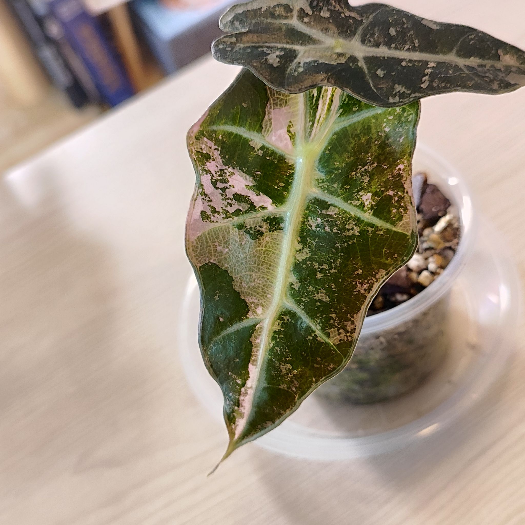 Photo of the plant species Alocasia Polly Pink Variegated by @mimico80 named Alocasia Polly Pink Var on Greg, the plant care app