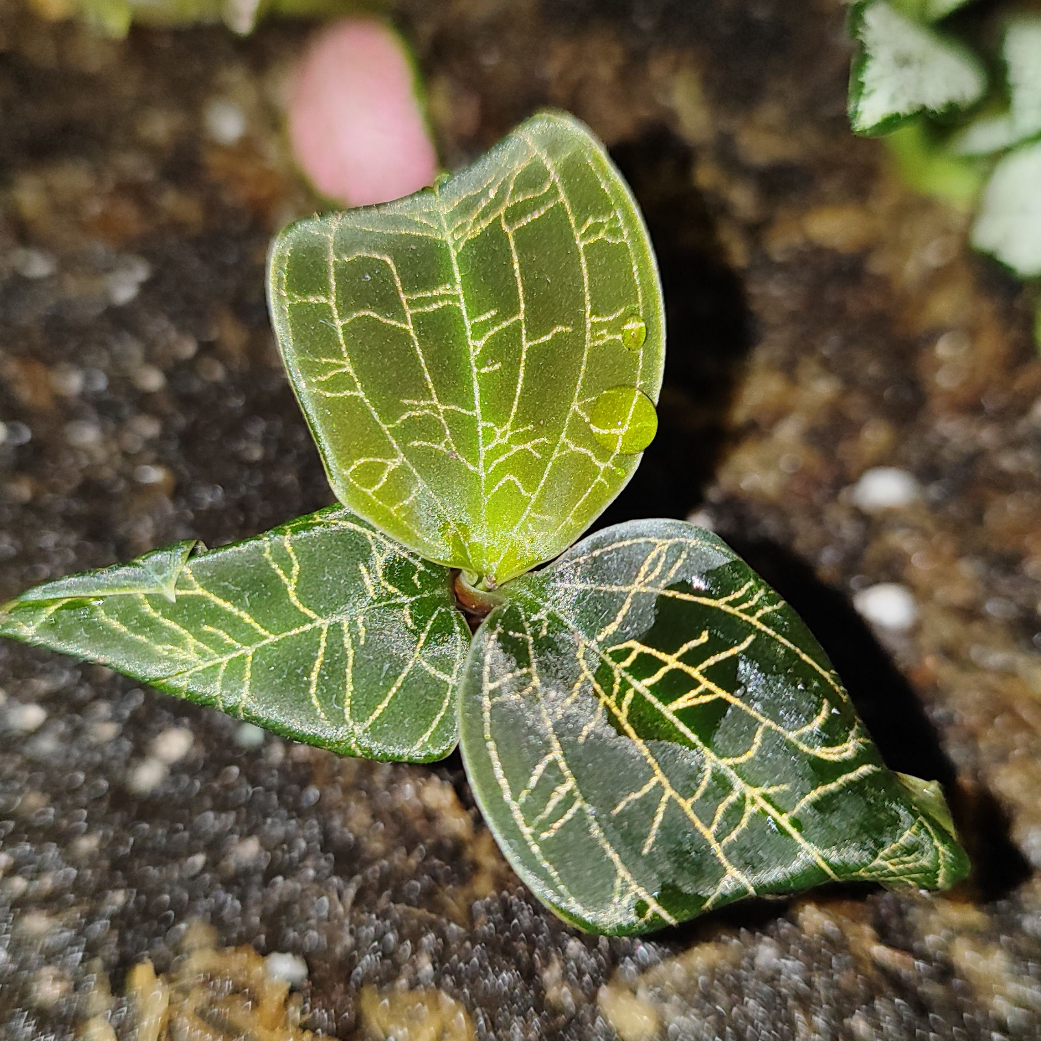 Photo of the plant species Lightning Bolt Jewel Orchid by @mimico80 named Macodes Petola on Greg, the plant care app