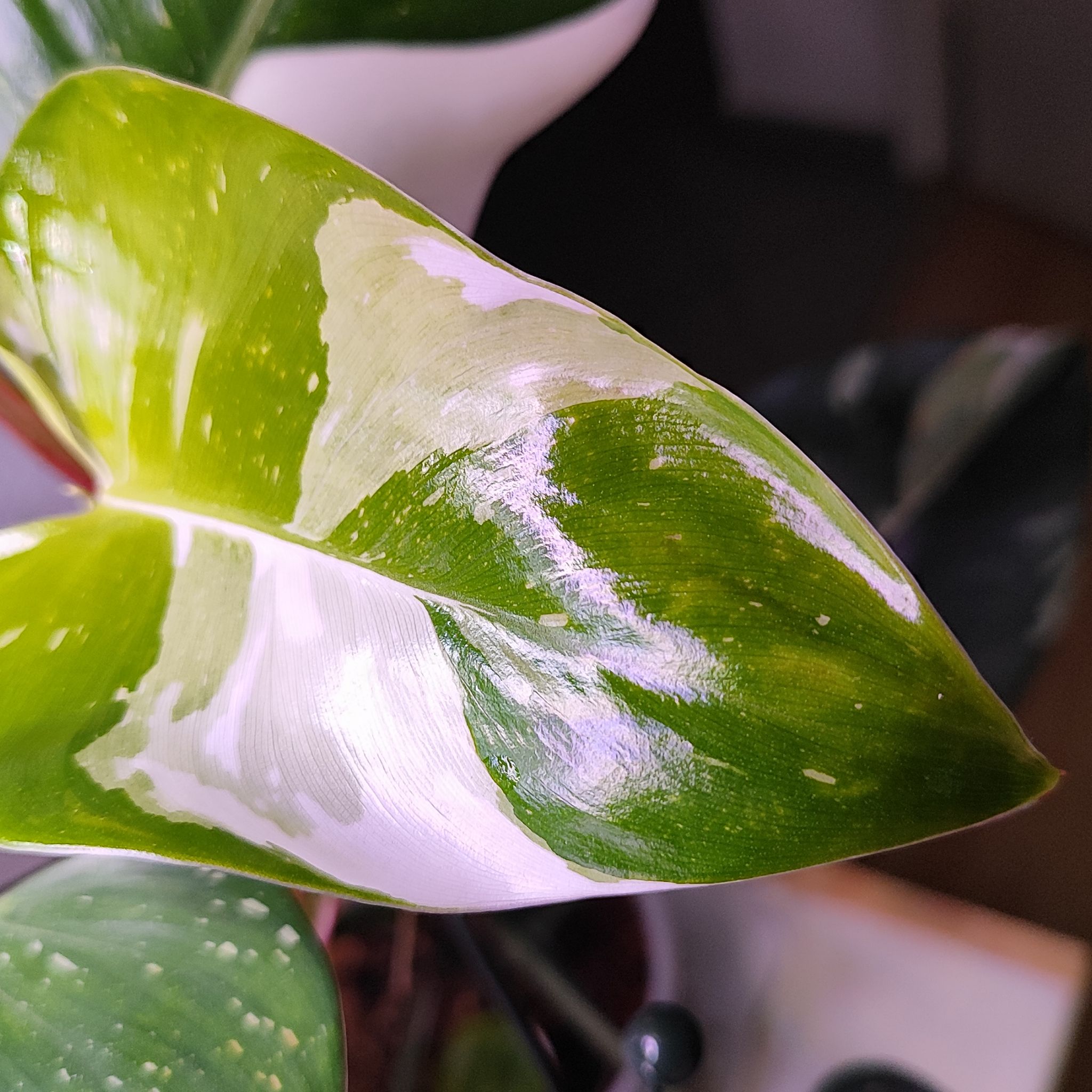 Photo of the plant species philodendron white princess by @mimico80 named Philodendron White Princess on Greg, the plant care app