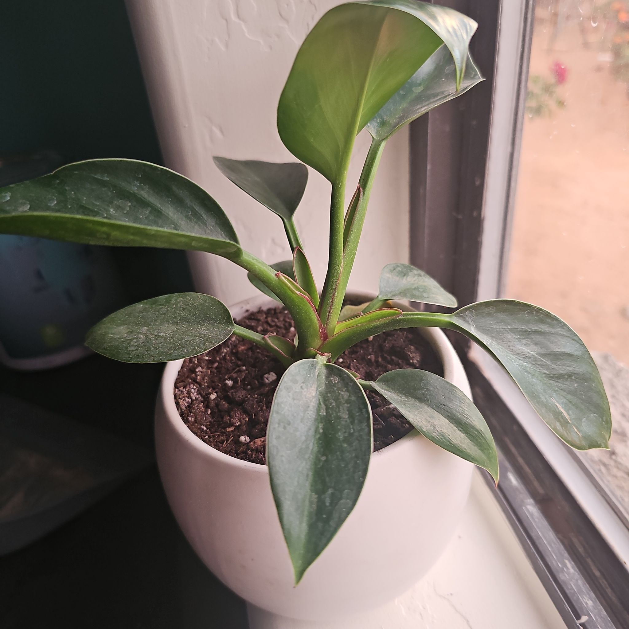 Photo of the plant species Philodendron Little Apple by @DollShallot3 named Phoebe on Greg, the plant care app