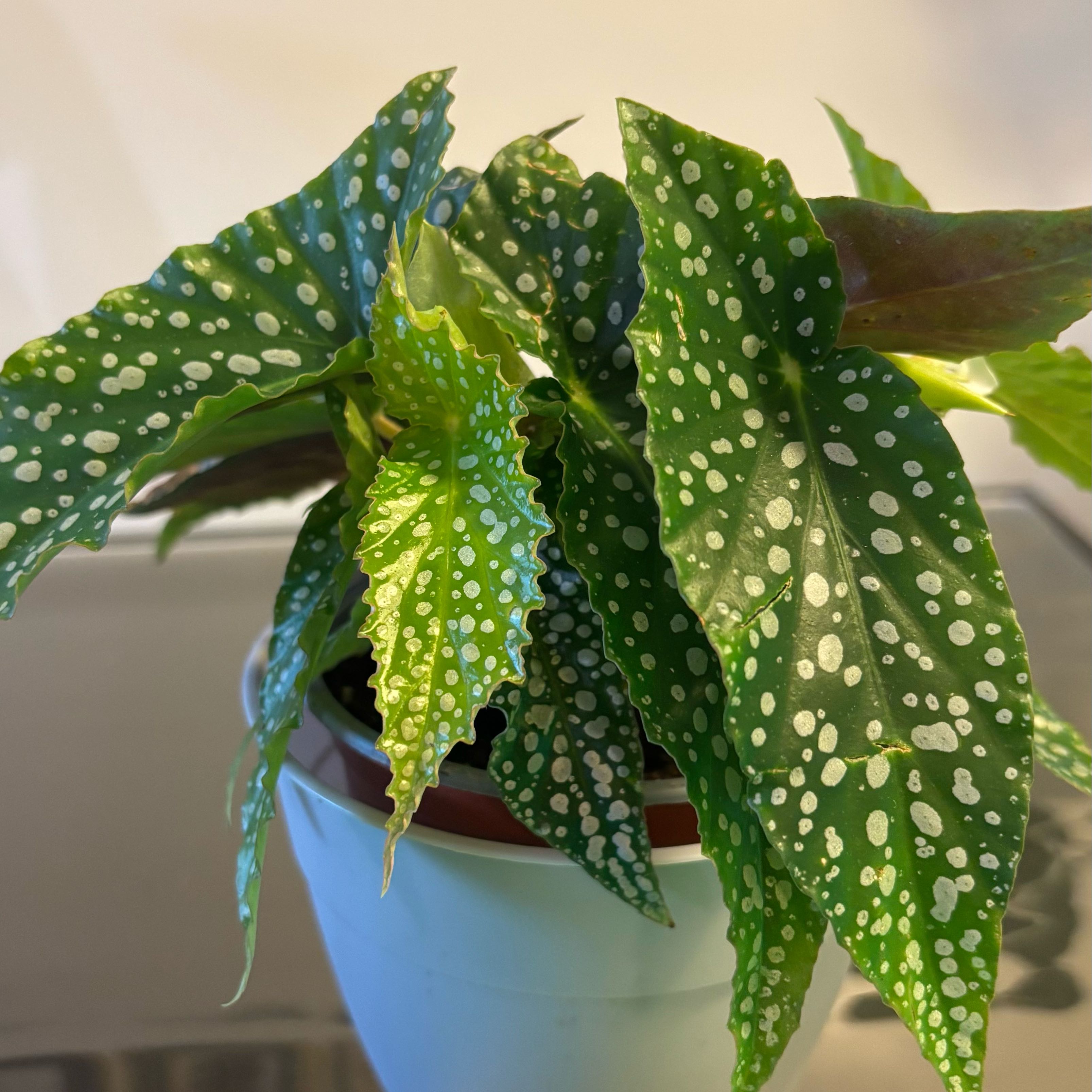 Photo of the plant species Double Dot by @TastefulMoss25 named Begonia Angel Wing Double Dot on Greg, the plant care app