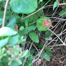 Photo of the plant species Orange Honeysuckle by @GemCosmo60 named Sol on Greg, the plant care app
