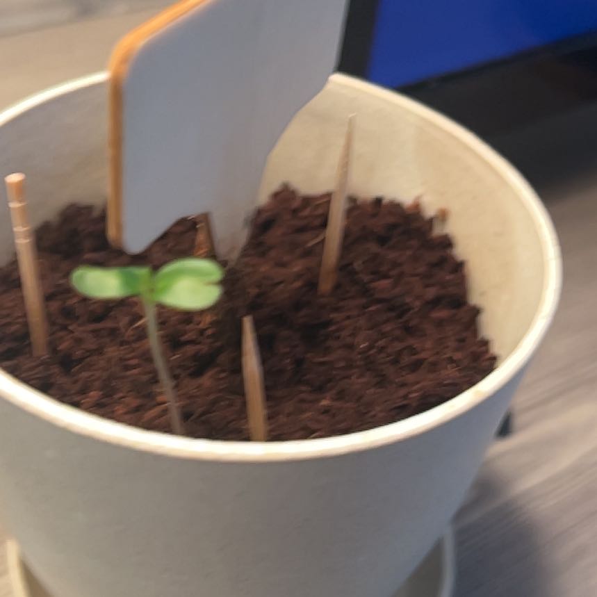 Plant care for Japanese Juniper Bonsi on Greg, the plant care app