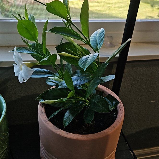 Photo of the plant species A Carnival Of Blooms by @HeiressColeus26 named Morgan Treeman on Greg, the plant care app