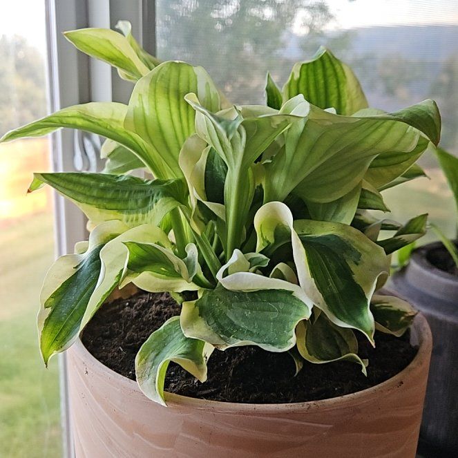 Photo of the plant species Hosta 'Christmas Pageant' by @HeiressColeus26 named James Dean on Greg, the plant care app