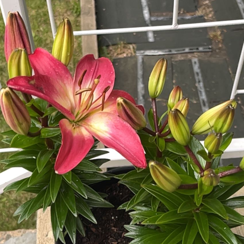 Photo of the plant species asiatic lily by @AceViszsla25 named Destinee on Greg, the plant care app