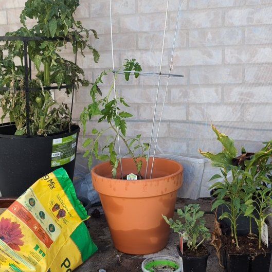 Photo of the plant species Big Boy Tomato by @CreativeSedum64 named Spike Leaves on Greg, the plant care app