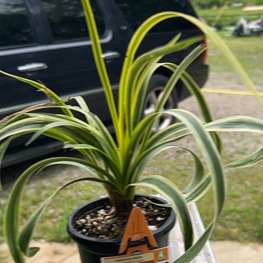 Photo of the plant species Variegated Lilyturf by @BlessedKaramu44 named Aristotle on Greg, the plant care app