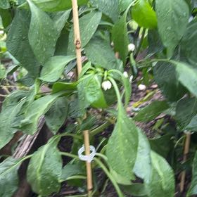 Photo of the plant species Coolapeno by @BlessedKaramu44 named Forrest on Greg, the plant care app