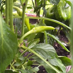 Photo of the plant species Banana Pepper by @BlessedKaramu44 named Athena on Greg, the plant care app