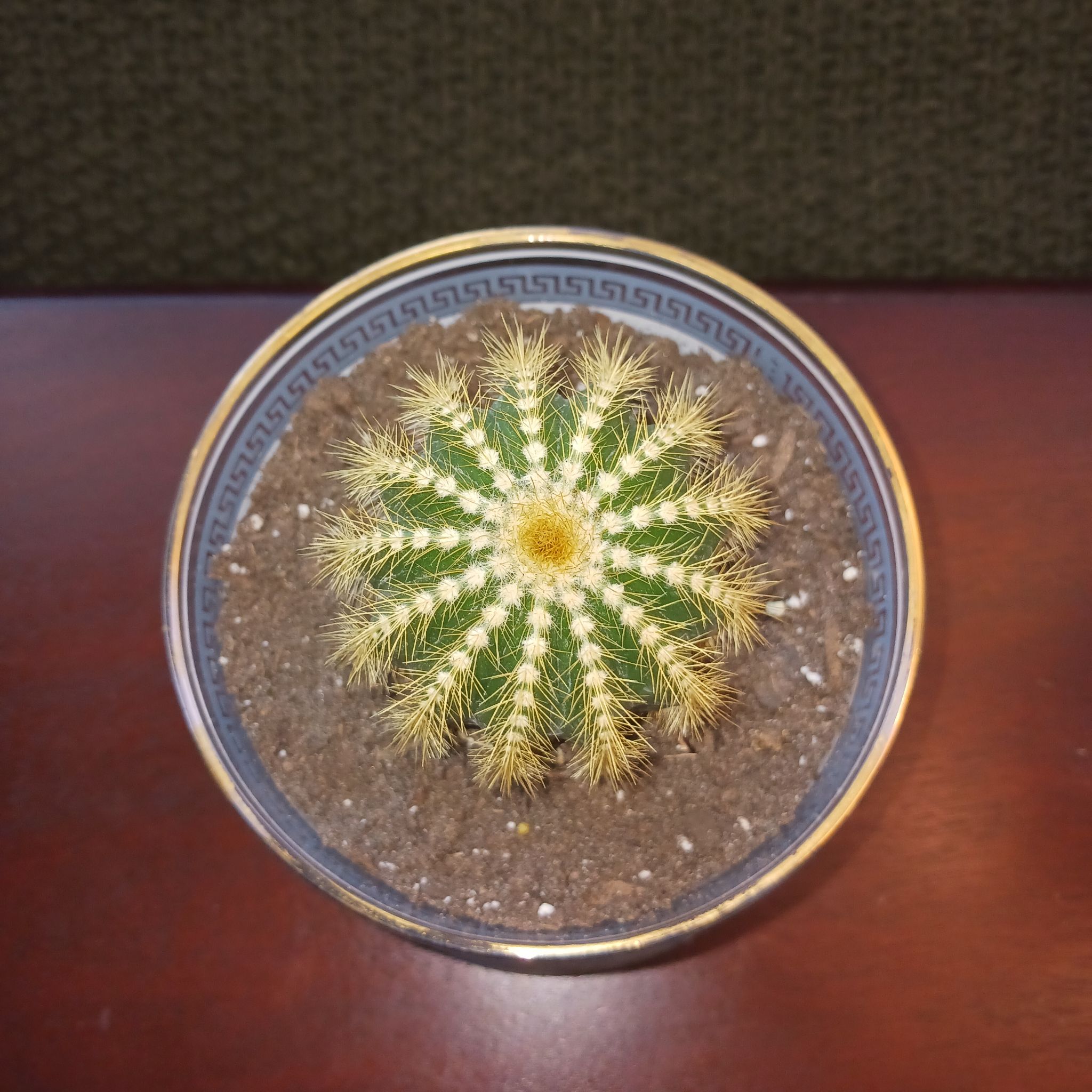Photo of the plant species Cactus by @DotingQuincula6 named Bastian on Greg, the plant care app