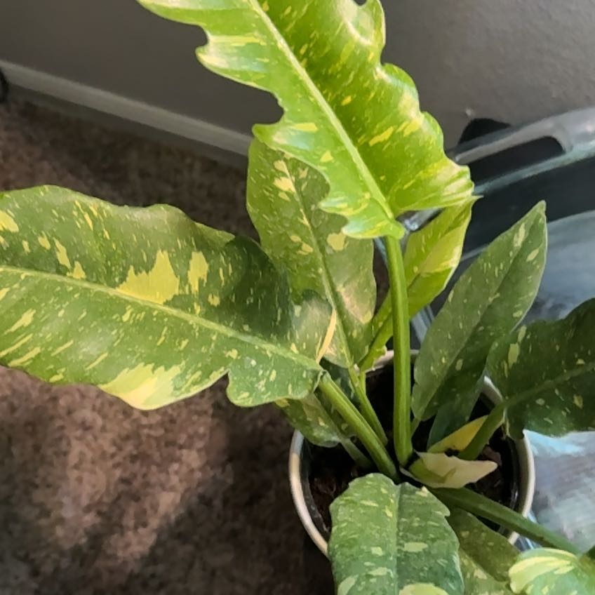 Plant care for Feeling Flirty on Greg, the plant care app