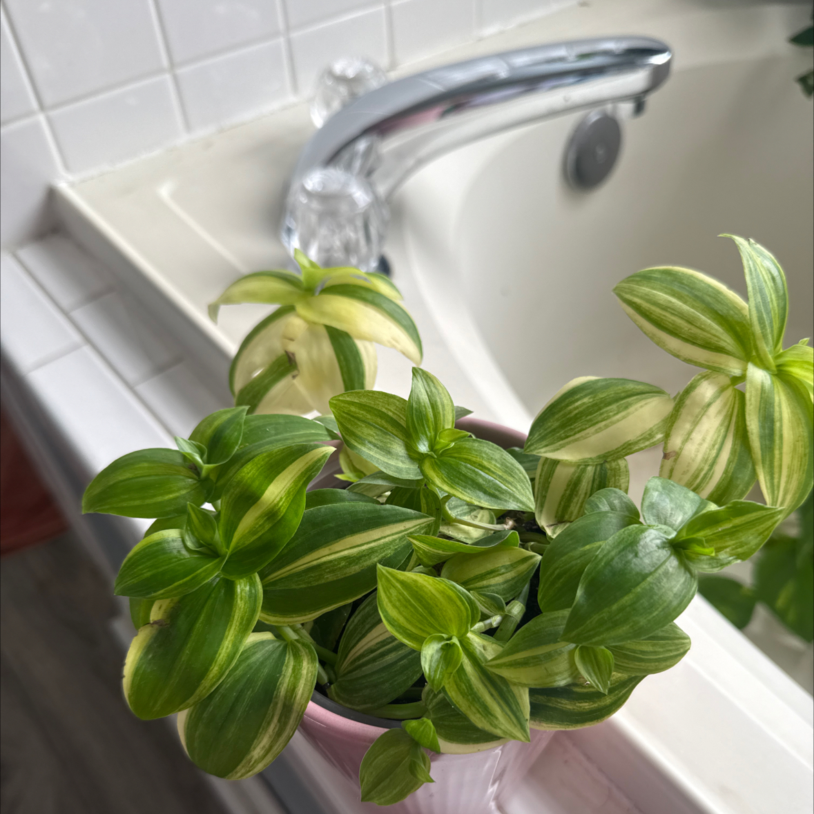 Photo of the plant species White-Striped Wandering Jew by @GroundedCorn42 named Daphne on Greg, the plant care app