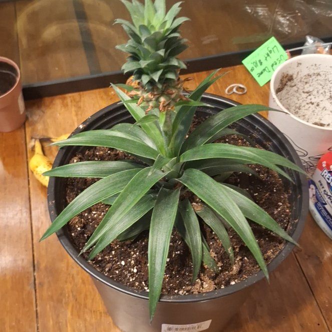 Photo of the plant species Pineapple by @ProphetBagpod90 named Misuor pineapple on Greg, the plant care app