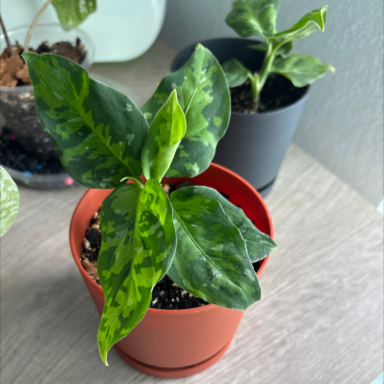 Photo of the plant species Anglaonema Tricolor by @TryDeergrass38 named Xena on Greg, the plant care app