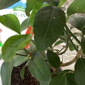 Photo of the plant species Lemon and Lime Tree by @SunnyMugwort40 named Mochi on Greg, the plant care app