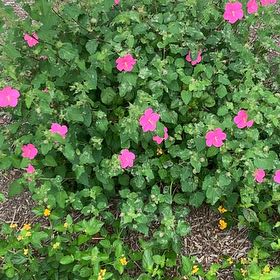 Photo of the plant species Pavonia Lasiopetala by @SunnyMugwort40 named Lavender on Greg, the plant care app