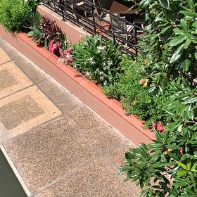 Photo of the plant species Oleander by @SunnyMugwort40 named Elina on Greg, the plant care app