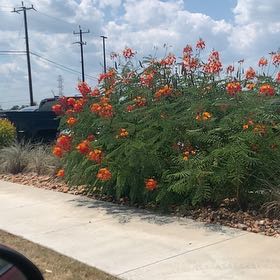 Photo of the plant species Caesalpinia Pulcherrima by @SunnyMugwort40 named Luna on Greg, the plant care app