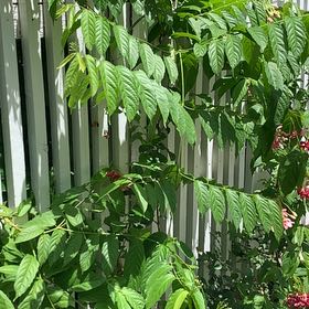 Photo of the plant species Chinese Honeysuckle by @SunnyMugwort40 named Baesil on Greg, the plant care app