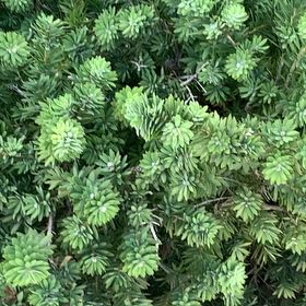 Photo of the plant species Brazilian Peppertree by @SunnyMugwort40 named Zion on Greg, the plant care app