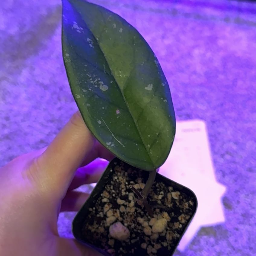 Photo of the plant species Hoya publicalyx 'Royal Hawaiian Purple' by @TidyPinetree97 named Gaga on Greg, the plant care app