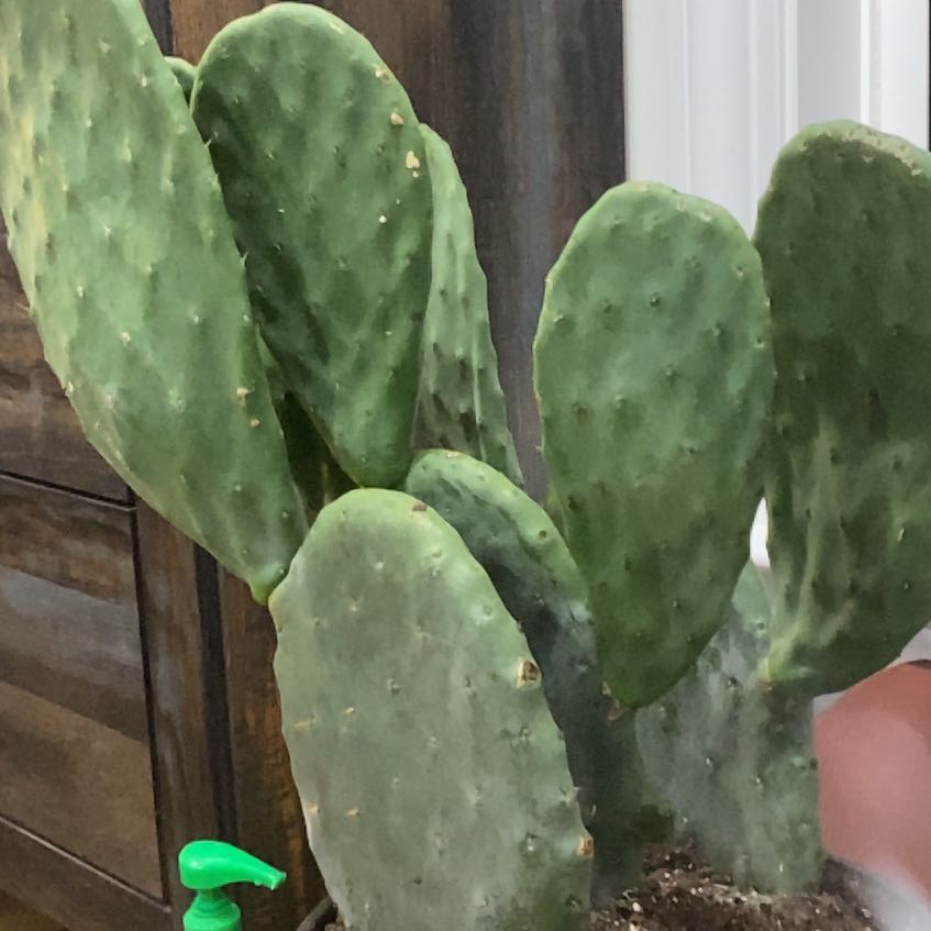 Photo of the plant species Burbank Spineless Cactus by @AceJade52 named Spike on Greg, the plant care app