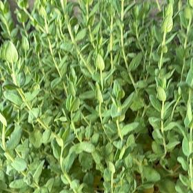 Photo of the plant species Sweet Pea 'Petite Butterfly' by @HighHope70 named Terra on Greg, the plant care app
