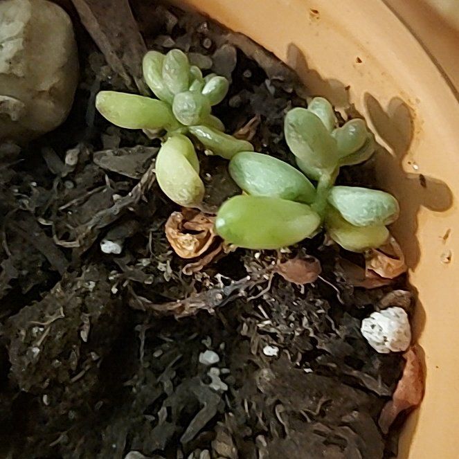 Beans