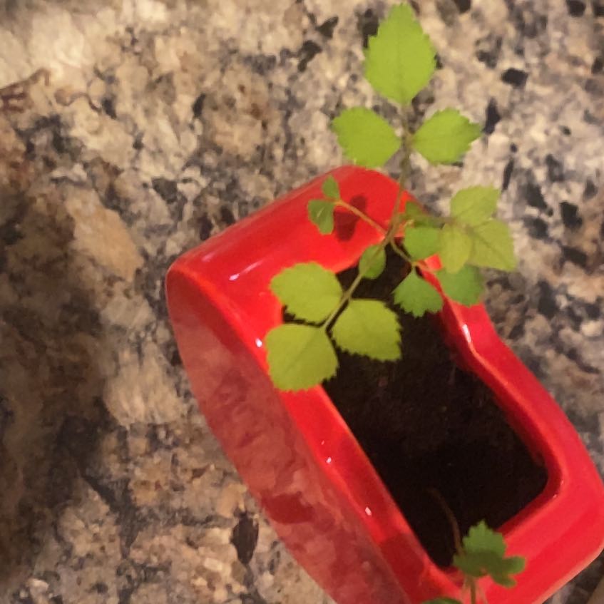 Photo of the plant species Rosa Gymnocarpa by @StarWychelm82 named Curie on Greg, the plant care app