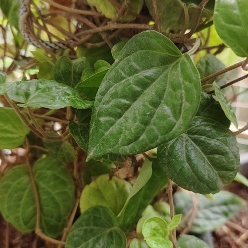 Photo of the plant species Betel by @VipTule90 named Bodhi on Greg, the plant care app
