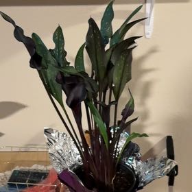 Photo of the plant species Black Calla Lily by @L1ndy143 named Luna on Greg, the plant care app