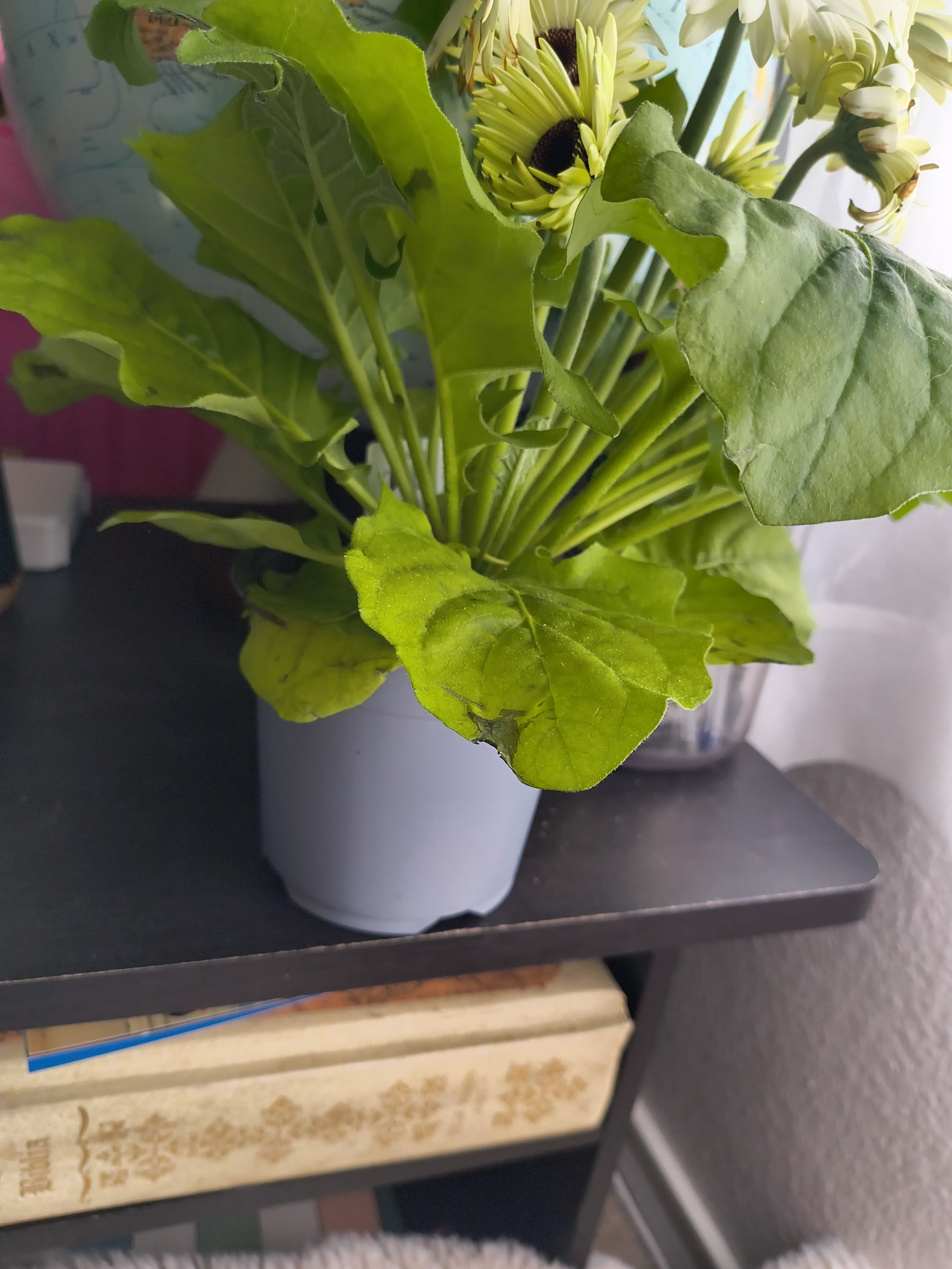 Photo from the post