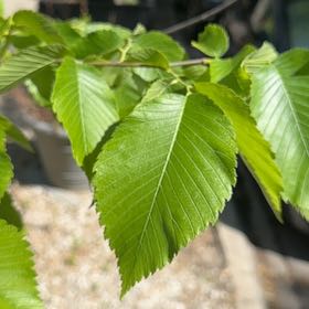 Photo of the plant species American Elm by @MunificentAlbo5 named Forrest on Greg, the plant care app