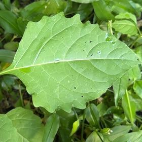 Photo of the plant species Black Nightshade by @MunificentAlbo5 named Surya on Greg, the plant care app
