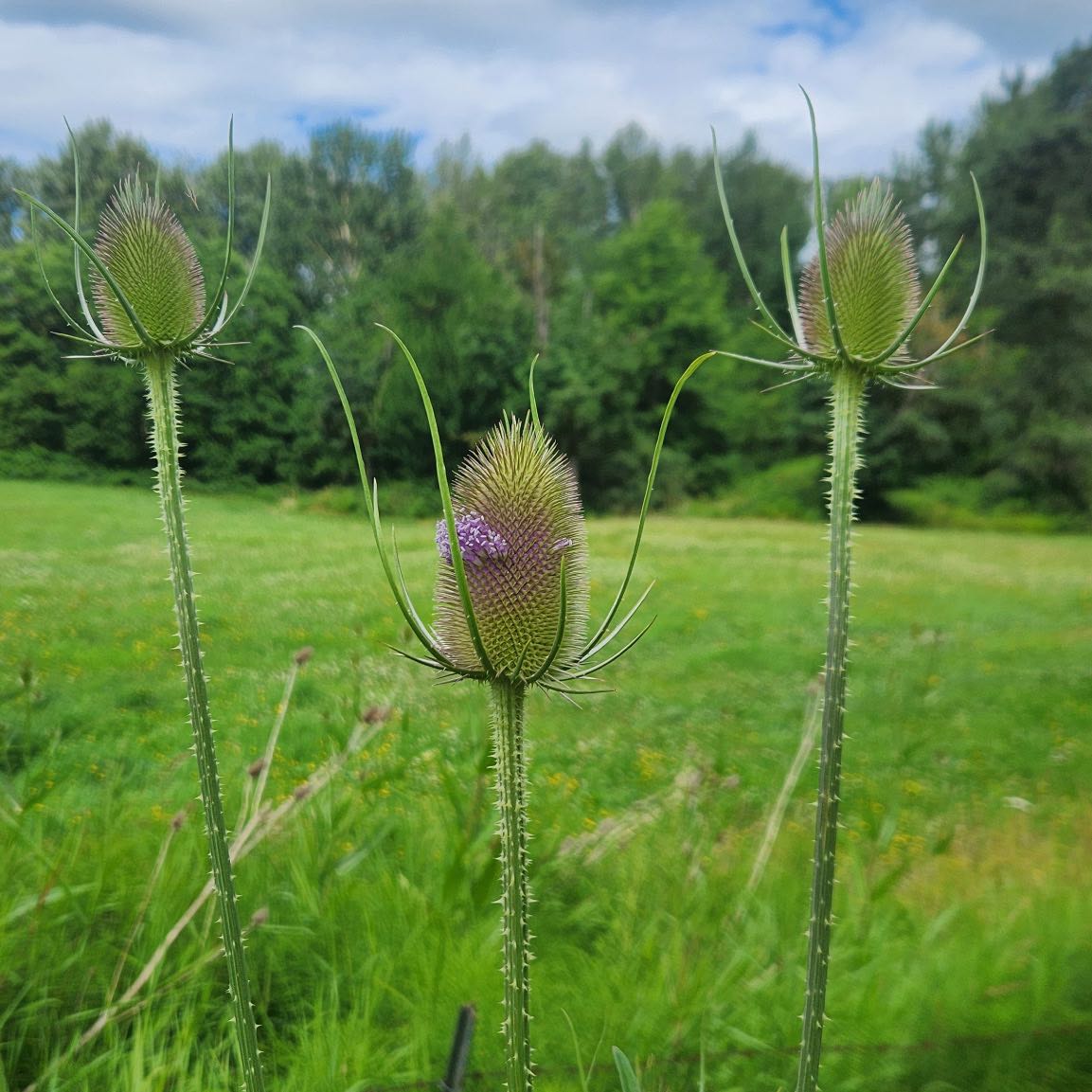 Photo of the plant species Common Teasel by @KookyRhodora named Elina on Greg, the plant care app