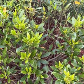 Photo of the plant species Alpenrose by @LimberMarimo53 named Taylor Swift on Greg, the plant care app