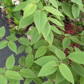 Photo of the plant species American Beech by @LimberMarimo53 named Sproutacus on Greg, the plant care app