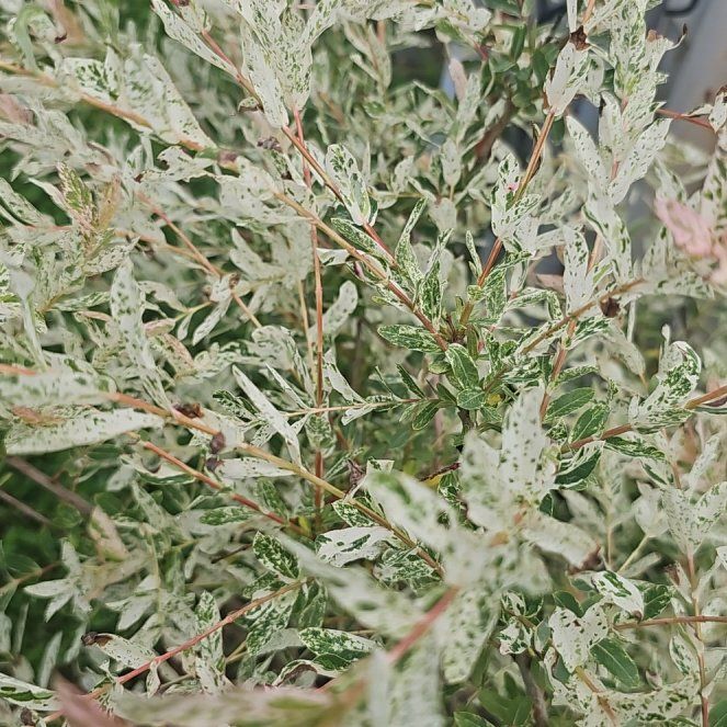 Photo of the plant species Creeping Willow by @HotDevilsivy67 named Kylie on Greg, the plant care app