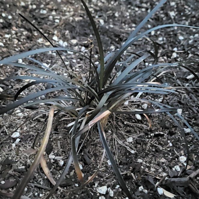 Photo of the plant species Black Mondo Grass by @TopdogSeaspurge named Bieber on Greg, the plant care app