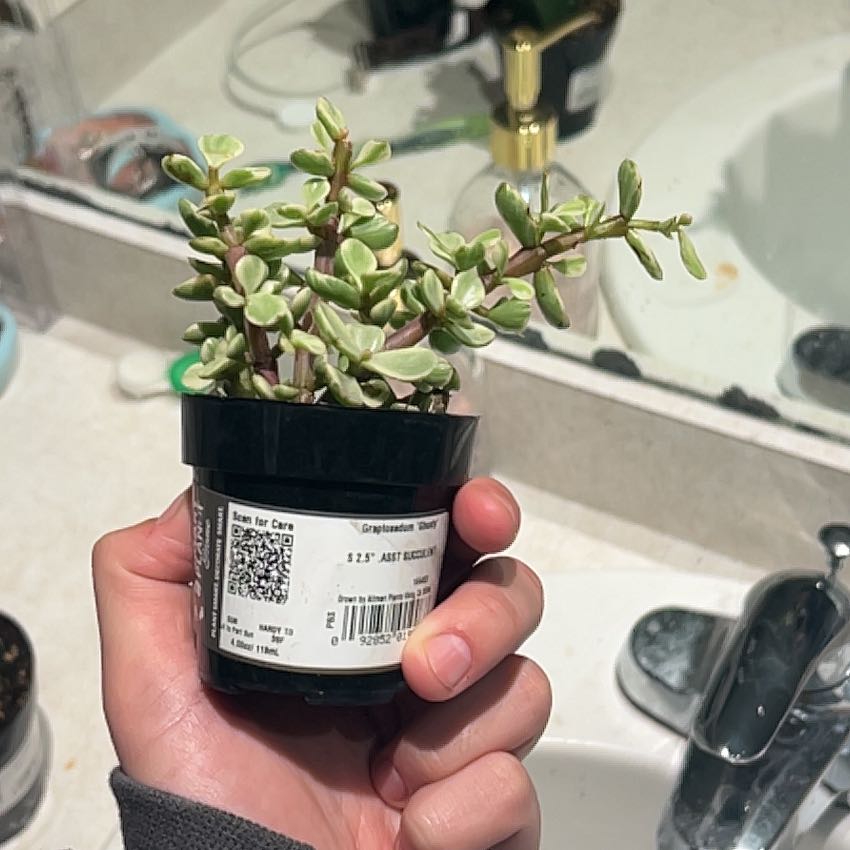 Photo of the plant species Graptosedum Ghosty by @ZestyChia18 named Winston on Greg, the plant care app