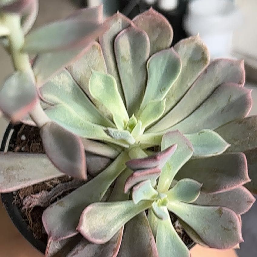 Photo of the plant species Succulent by @UpfrontPeony22 named Sage on Greg, the plant care app