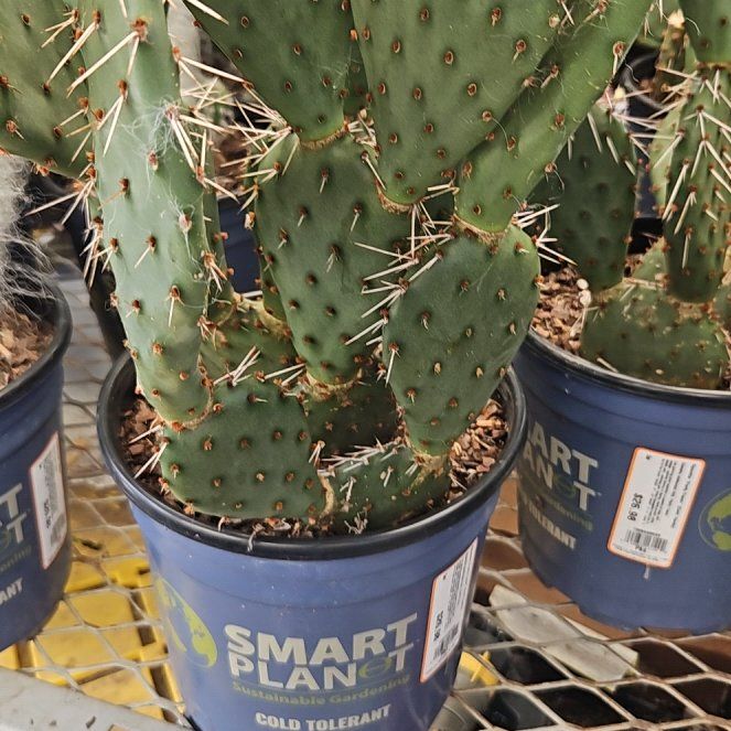 Photo of the plant species Opuntia utahensis 'Party Favor' by @SteadyApiastrum named Lavender on Greg, the plant care app