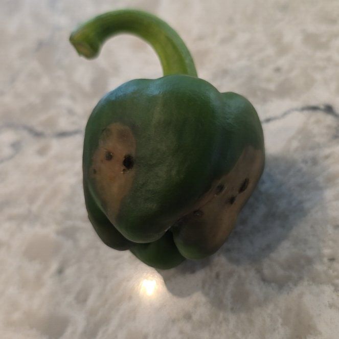 Photo of the plant species Bell Pepper 'Better Bell' by @BestOlneya45 named Sick pepper on Greg, the plant care app
