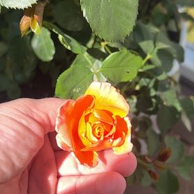 Plant care for Alchemilla colura on Greg, the plant care app